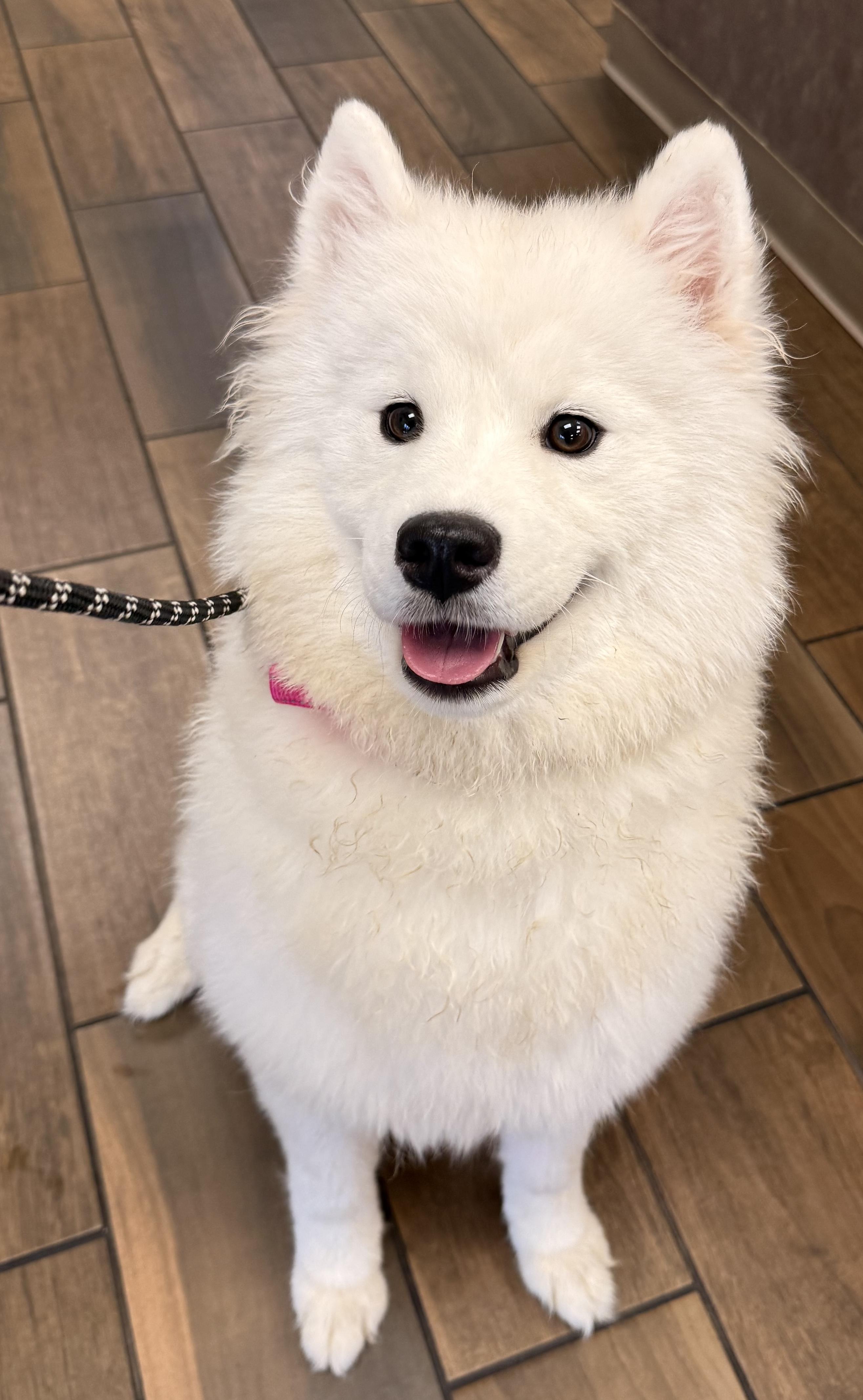 Lumi, an adoption pending Samoyed in Pottsville, PA image 3/3