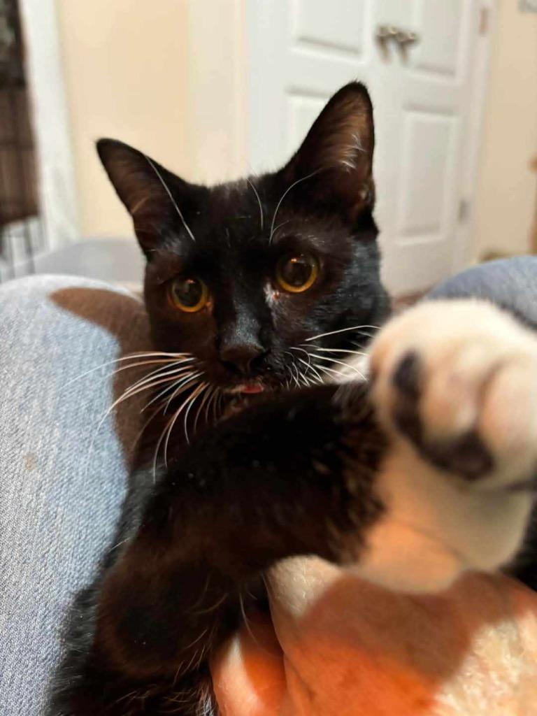 Matilda, Adoptable, Young Female Domestic Short Hair.