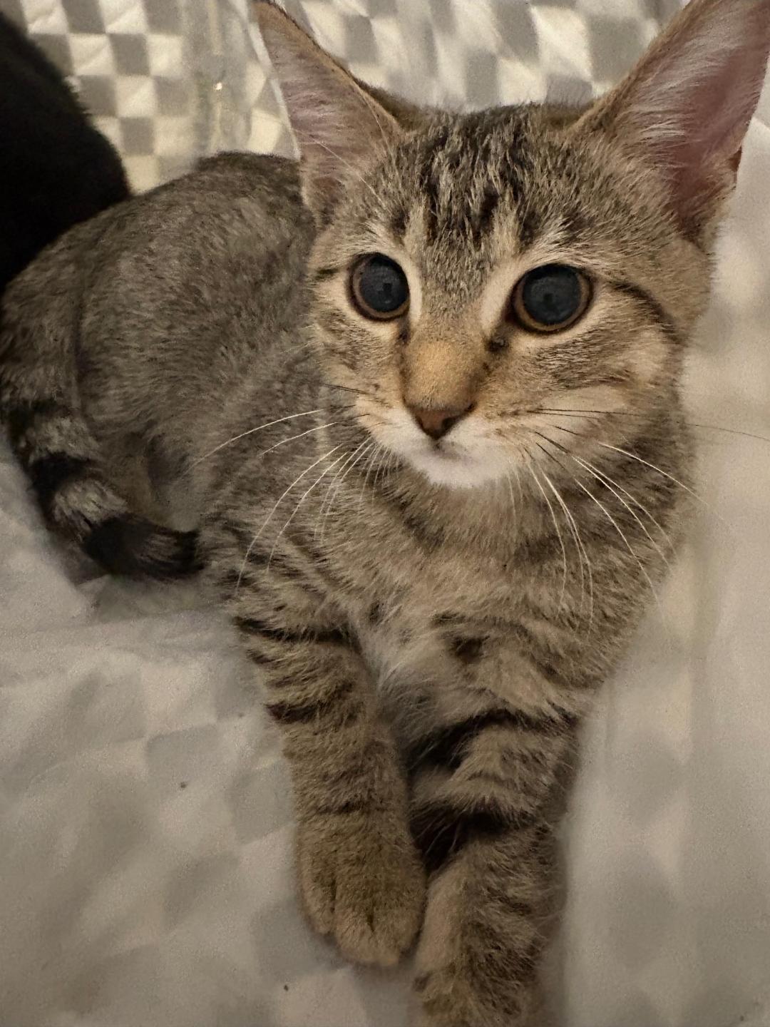 Enlarge Lulu, a Adoptable Domestic Short Hair in Lincoln, NE image 4/4