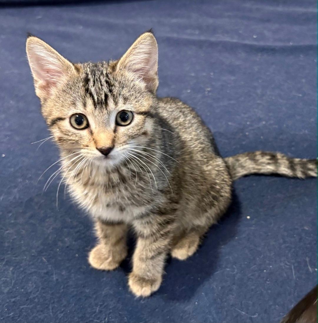 Enlarge Lulu, a Adoptable Domestic Short Hair in Lincoln, NE image 2/4