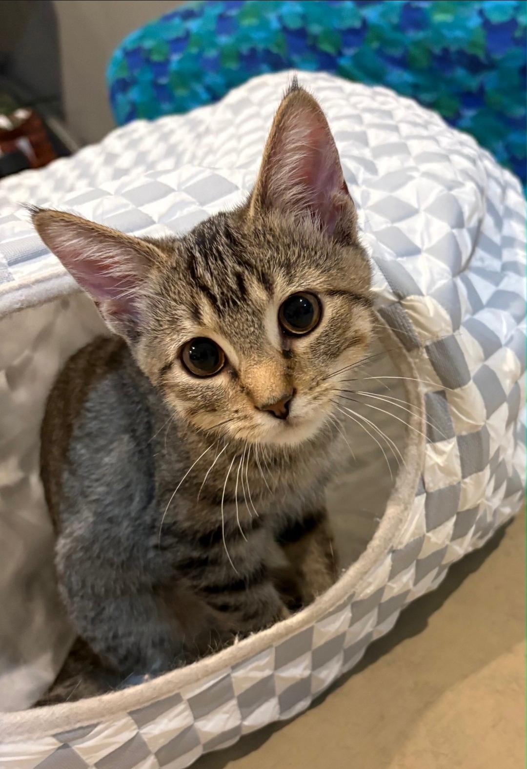Enlarge Lulu, a Adoptable Domestic Short Hair in Lincoln, NE image 1/4
