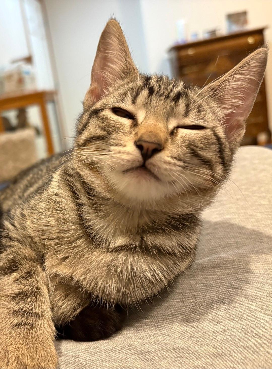 Enlarge Lulu, a Adoptable Domestic Short Hair in Lincoln, NE image 3/4