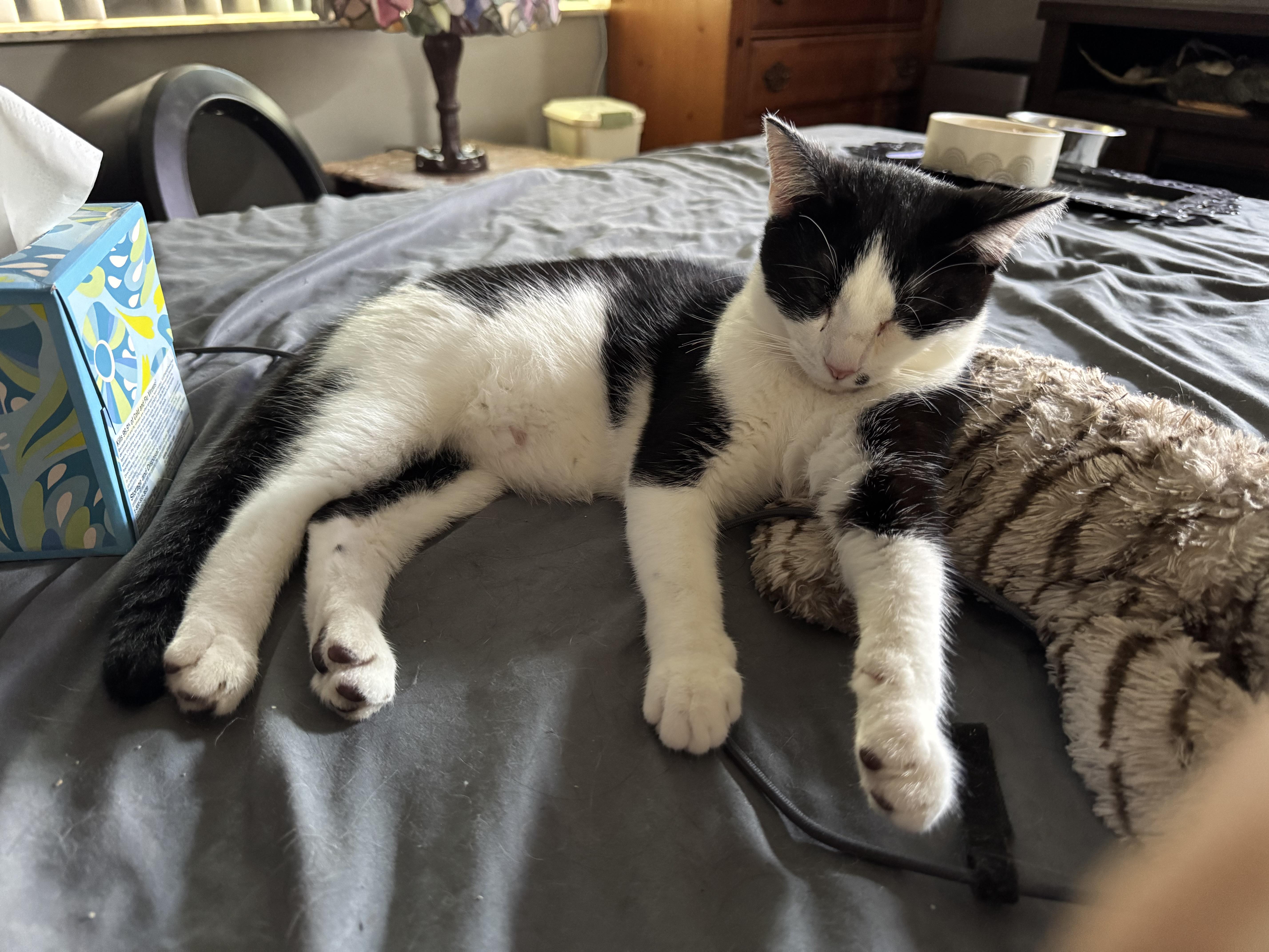 Enlarge Ben, a ADOPTABLE Domestic Short Hair in Kissimmee, FL image 2/6