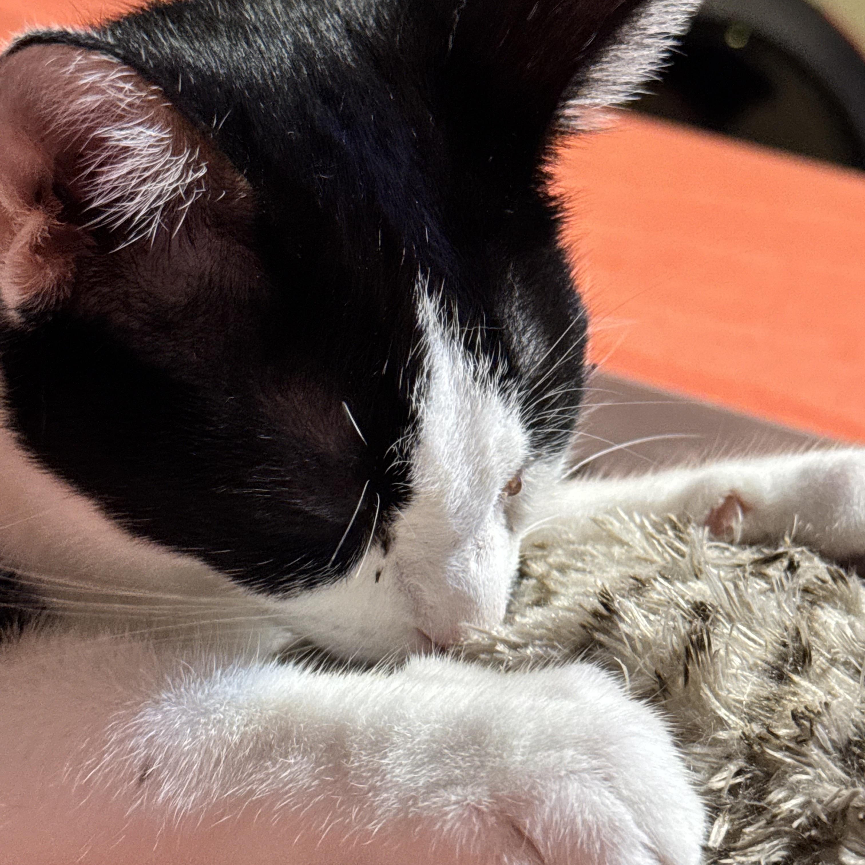 Enlarge Ben, a ADOPTABLE Domestic Short Hair in Kissimmee, FL image 6/6