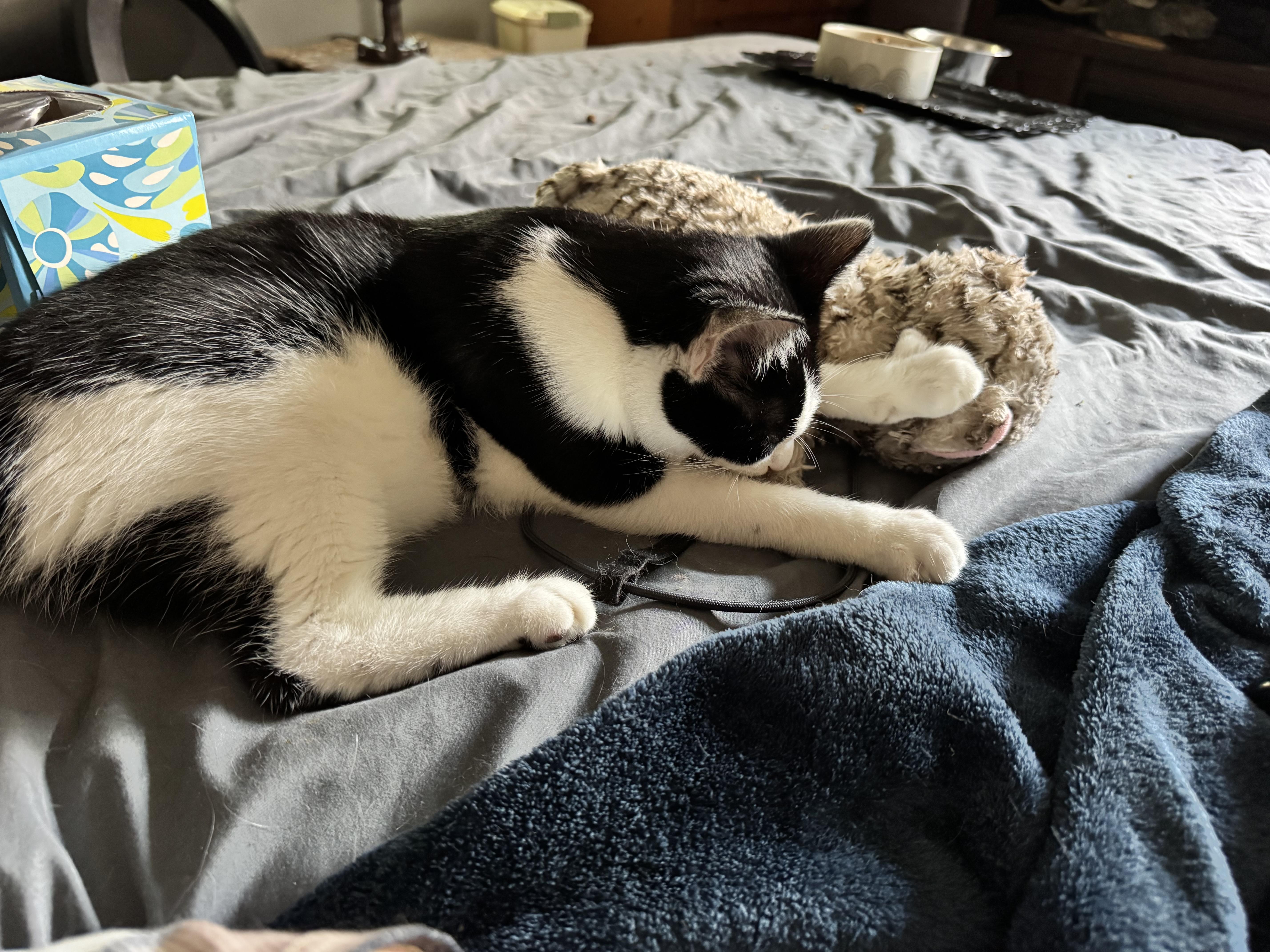 Enlarge Ben, a ADOPTABLE Domestic Short Hair in Kissimmee, FL image 4/6