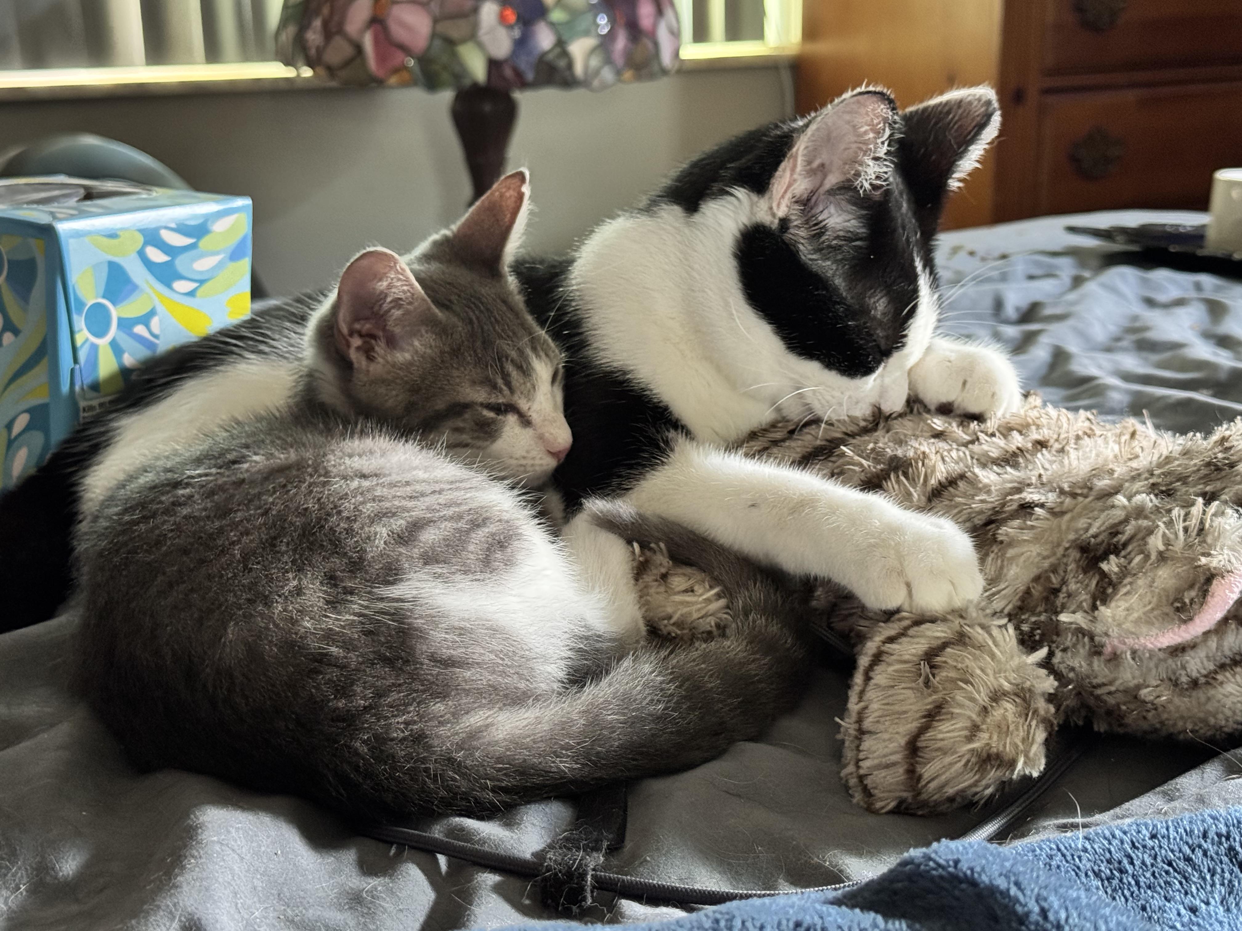 Enlarge Ben, a ADOPTABLE Domestic Short Hair in Kissimmee, FL image 5/6