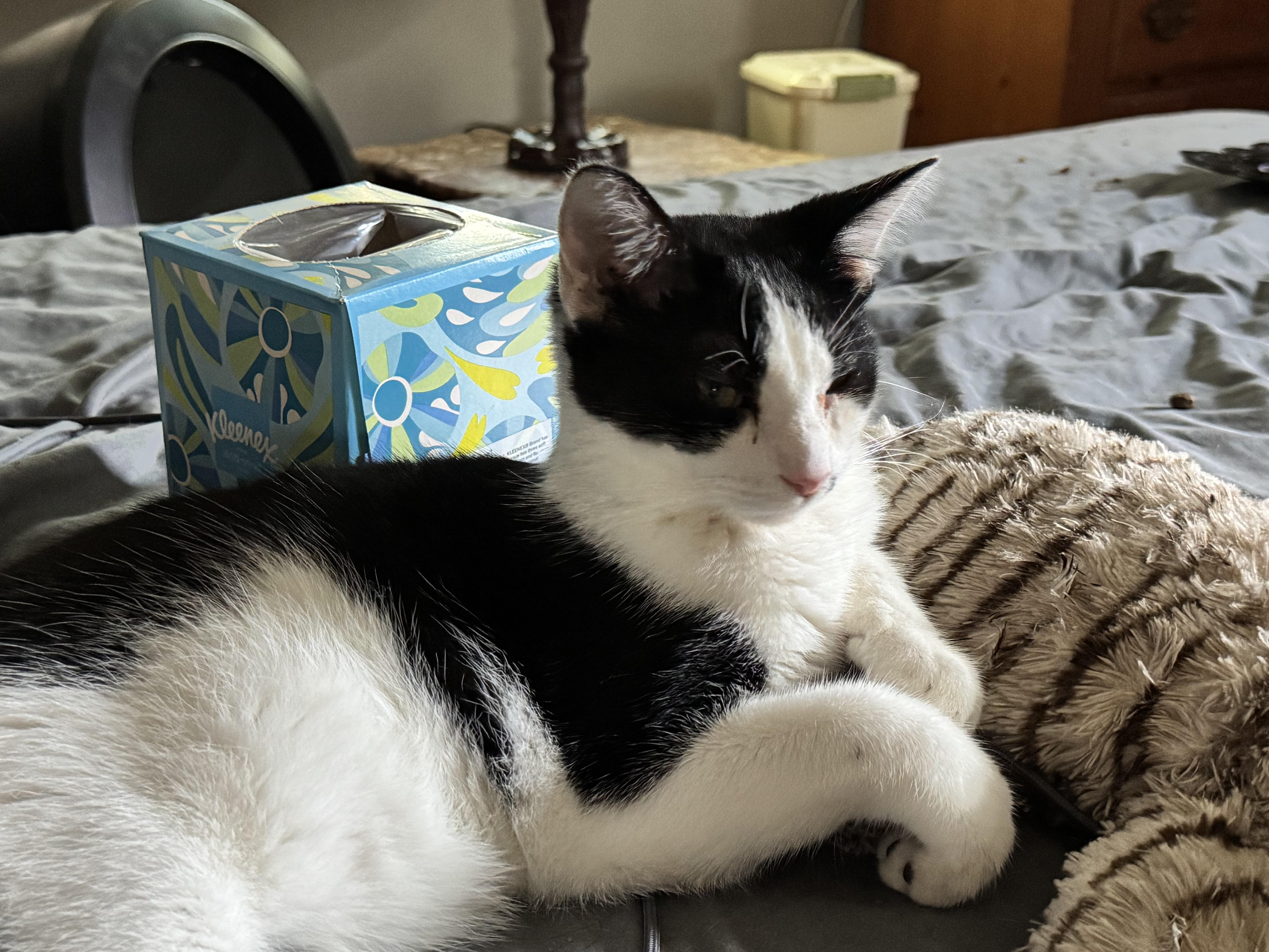 Ben, ADOPTABLE, Young Male Domestic Short Hair.