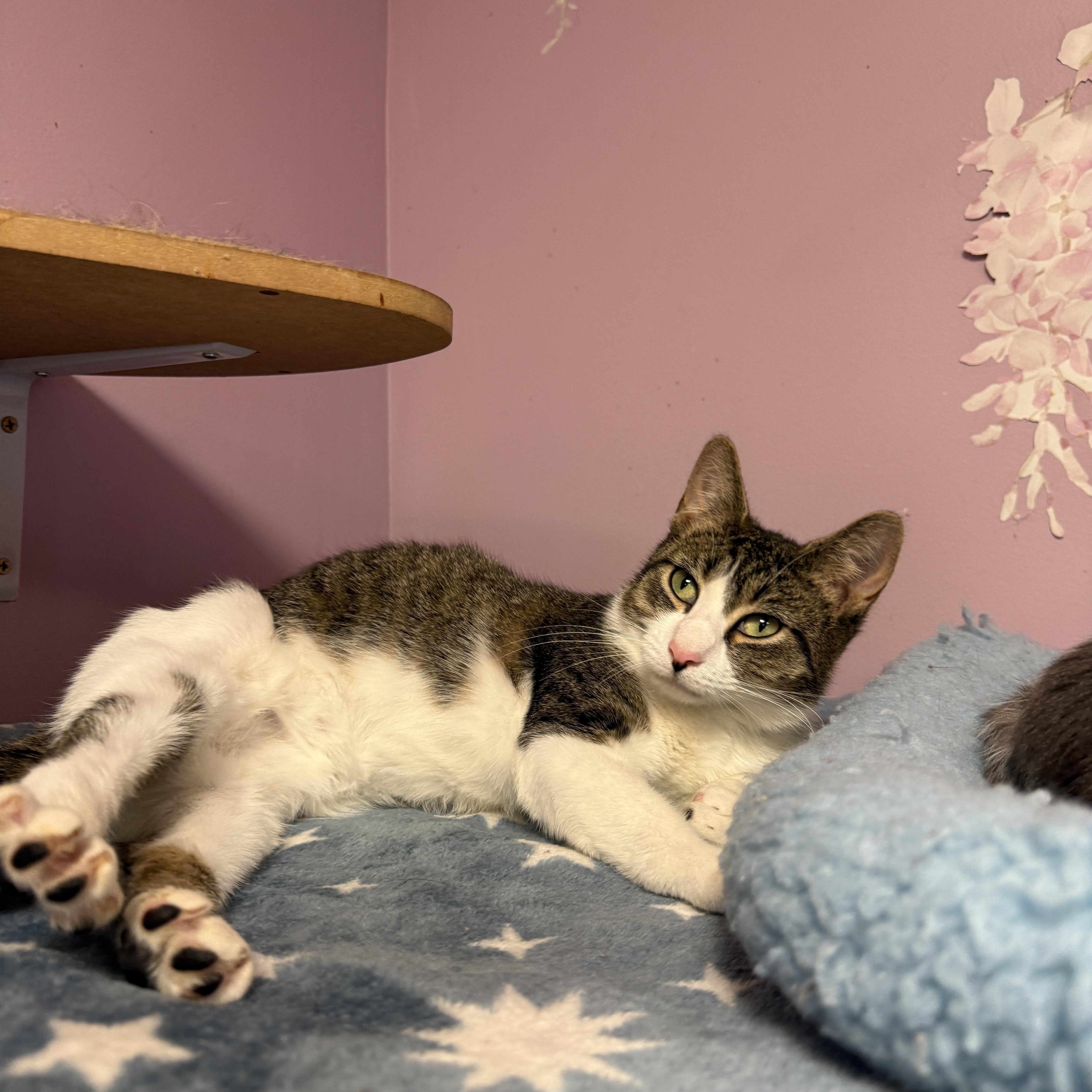 Lucy, adopted, Young Female Domestic Short Hair.