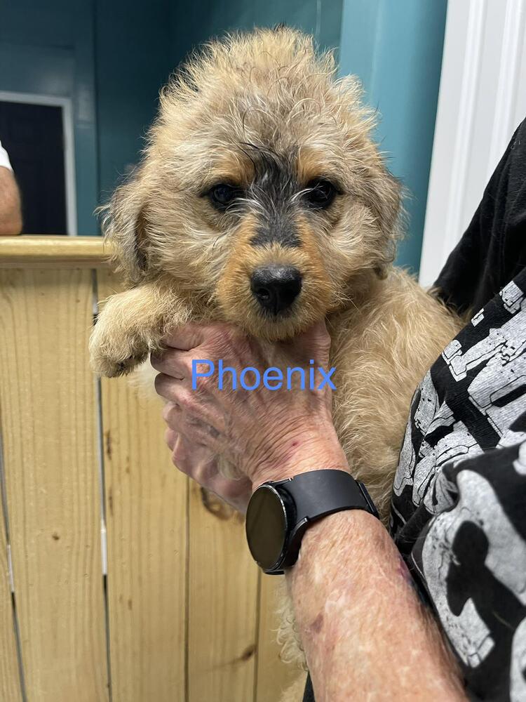 Enlarge Phoenix, a Adopted mixed breed in Chattanooga, TN image 1/2