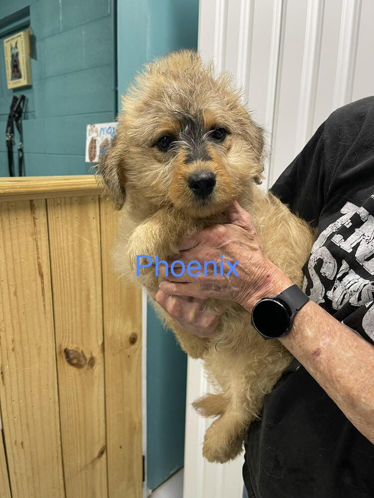 Enlarge Phoenix, a Adopted mixed breed in Chattanooga, TN image 2/2