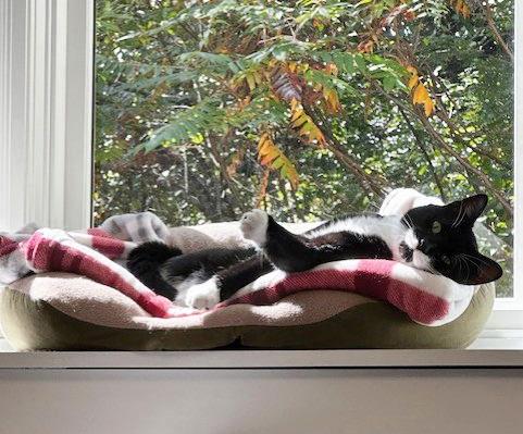 Domino, Adoptable, Young Male Domestic Short Hair.