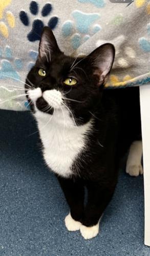 Domino, a Adoptable Domestic Short Hair in St. Johnsbury, VT image 2/3