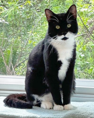 Domino, a Adoptable Domestic Short Hair in St. Johnsbury, VT image 3/3