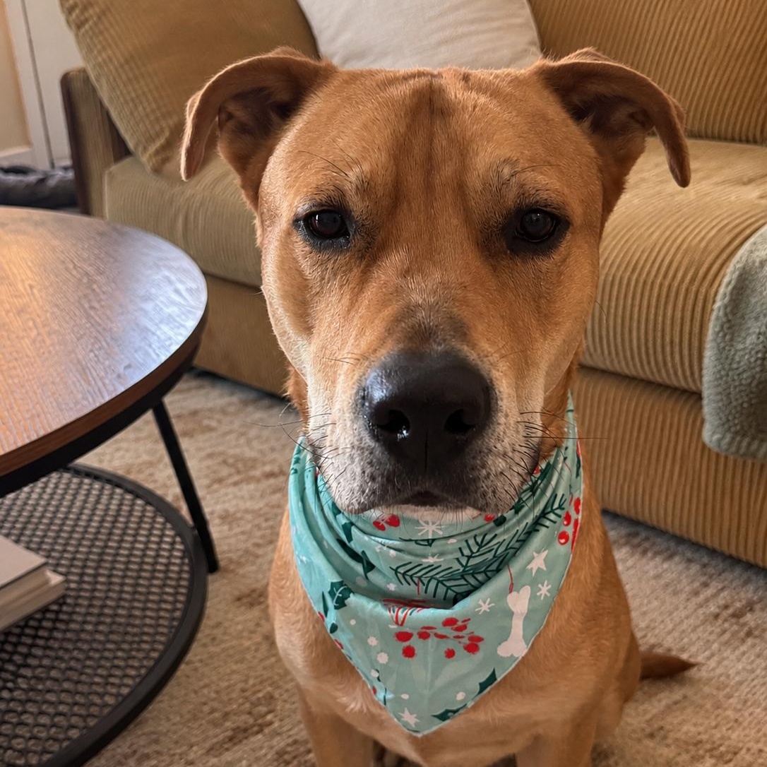 Scooby, Adoptable, Adult Male Labrador Retriever.