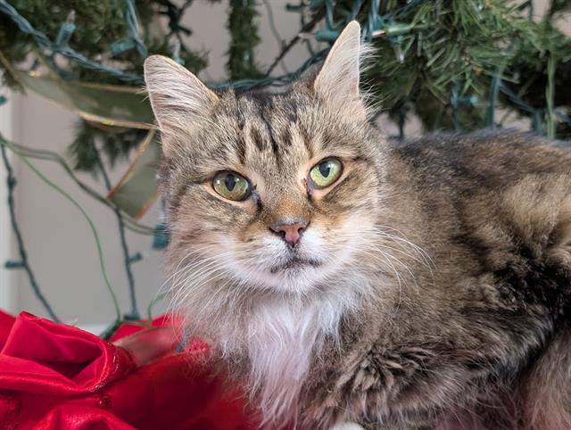 WHISPER, Adoptable, Senior Female Domestic Medium Hair.