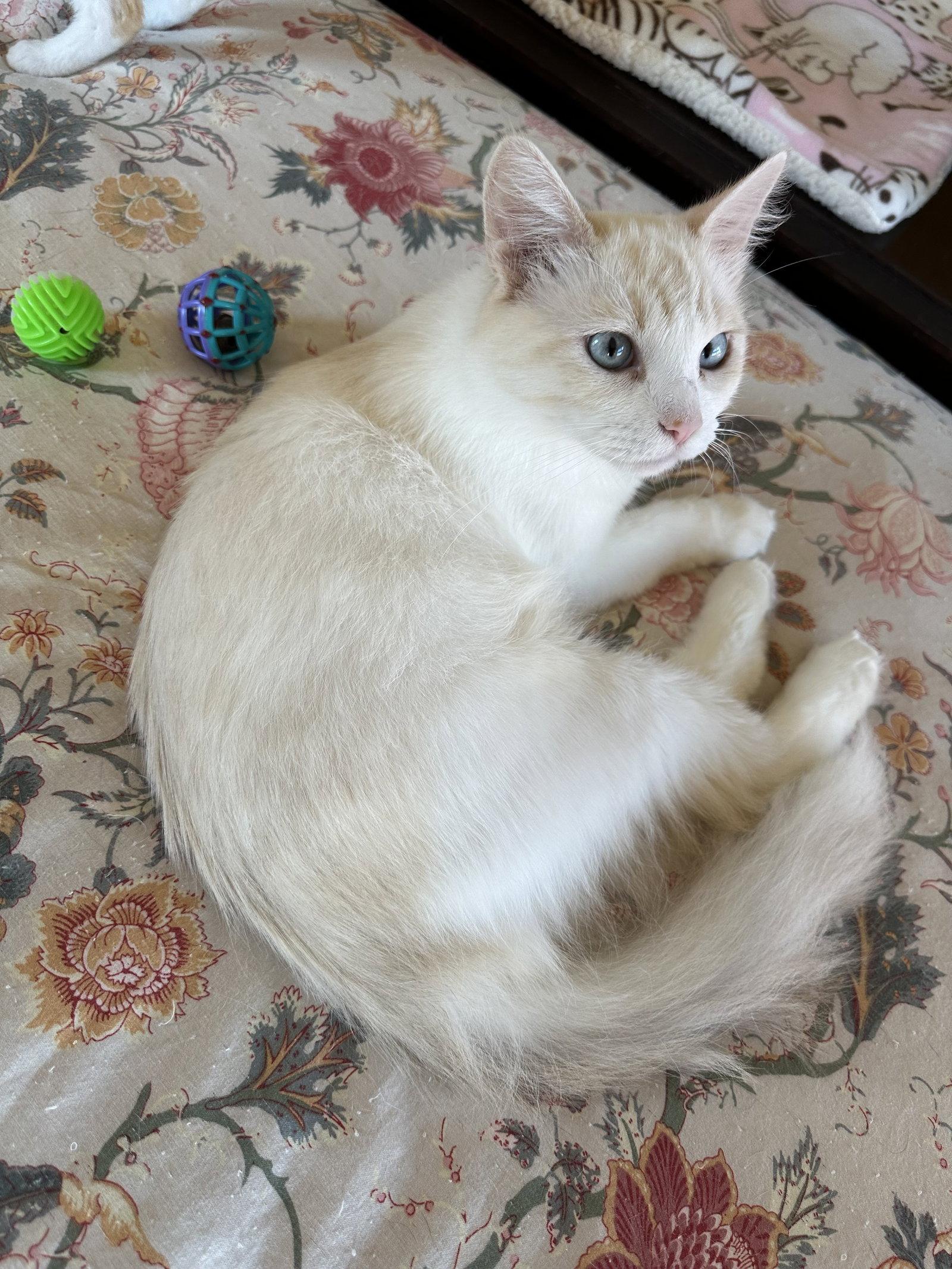Pearl Napa, Adopted, Young Female Domestic Long Hair.