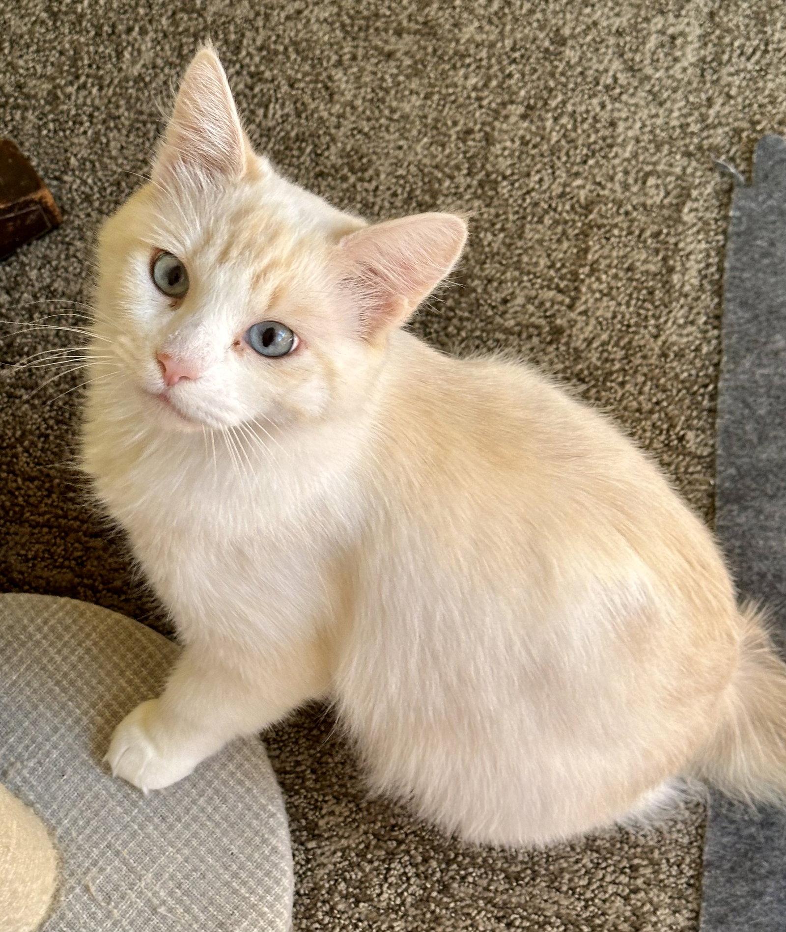 Pearl Napa, a Adopted Domestic Long Hair in Napa, CA image 2/3