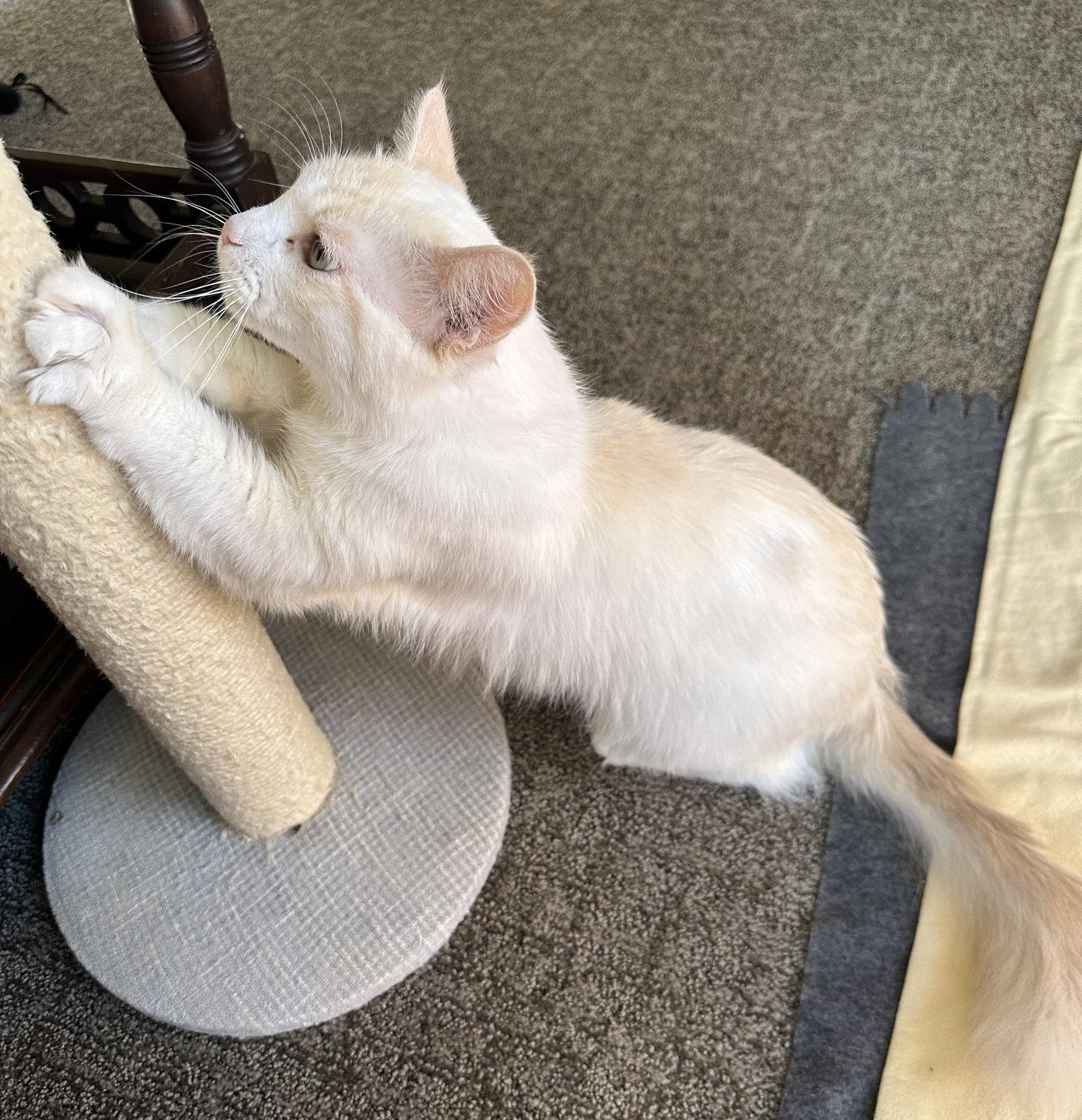 Pearl Napa, a Adopted Domestic Long Hair in Napa, CA image 3/3