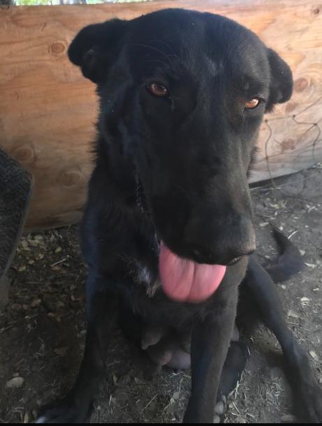 Josephine  Medium Black German Shepherd mix  Oakhurst CA