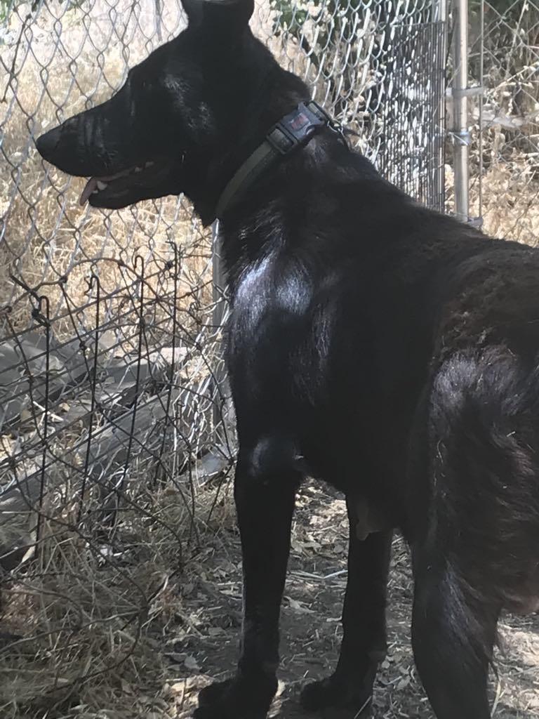 Adopt Josephine  Medium Black German Shepherd mix  Oakhurst CA