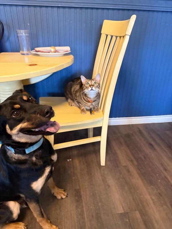 Dobbie Boy the ultimate Pawsome buddy