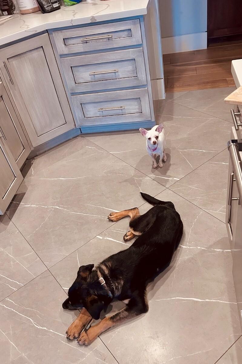 Dobbie Boy the ultimate Pawsome buddy — thumbnail 2