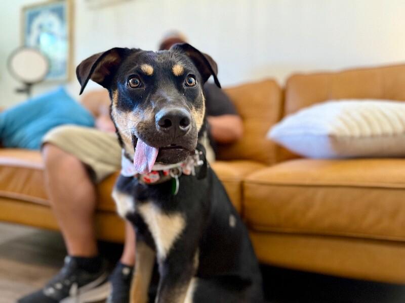 Dobbie Boy the ultimate Pawsome buddy — thumbnail 4