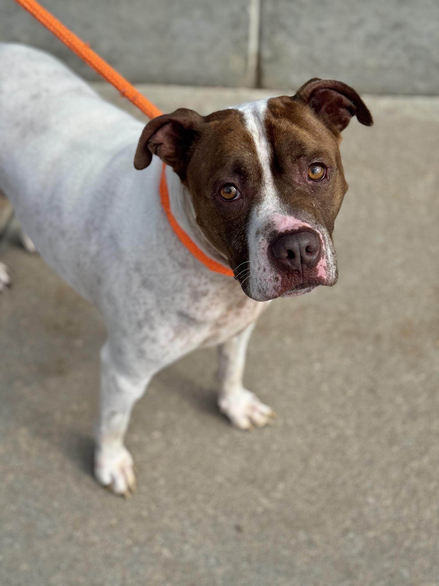 Enlarge Scrappy, a Adoptable mixed breed in Benton Harbor, MI image 2/6