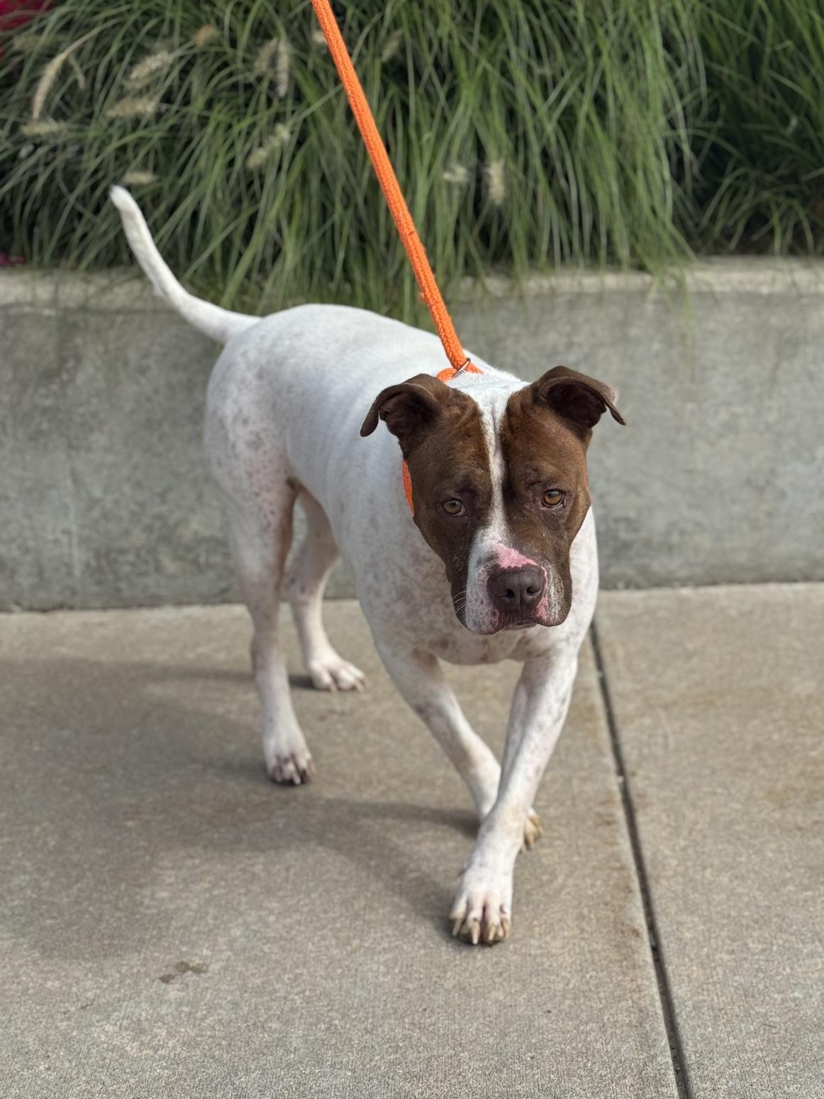 Enlarge Scrappy, a Adoptable mixed breed in Benton Harbor, MI image 4/6