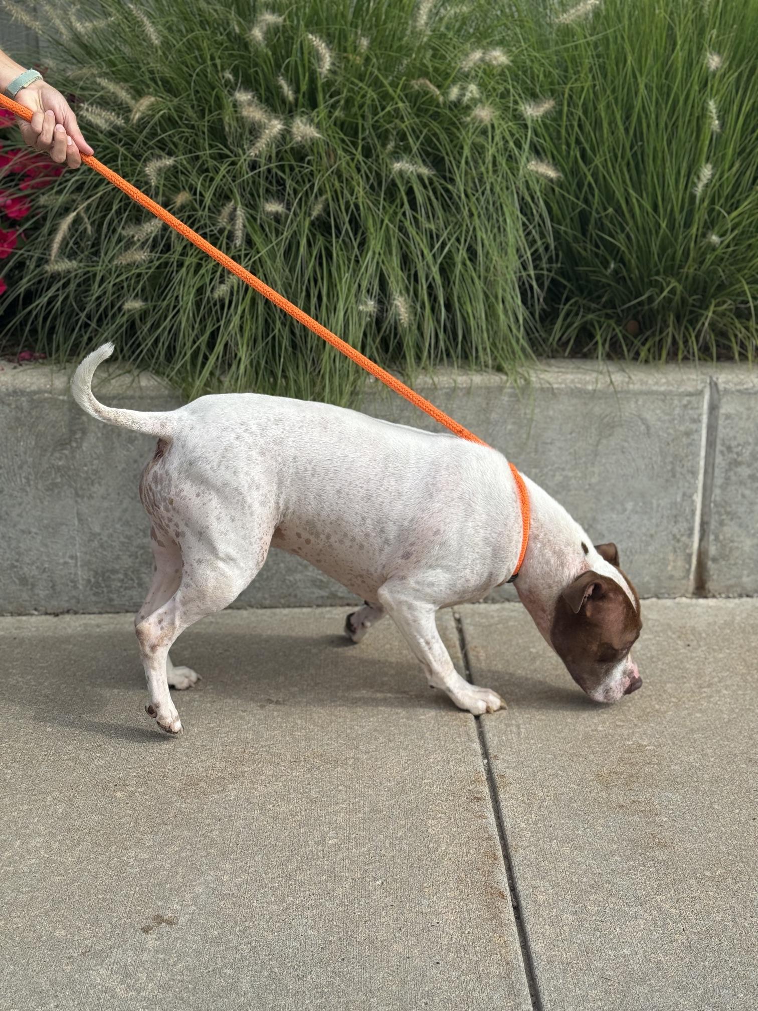 Enlarge Scrappy, a Adoptable mixed breed in Benton Harbor, MI image 6/6