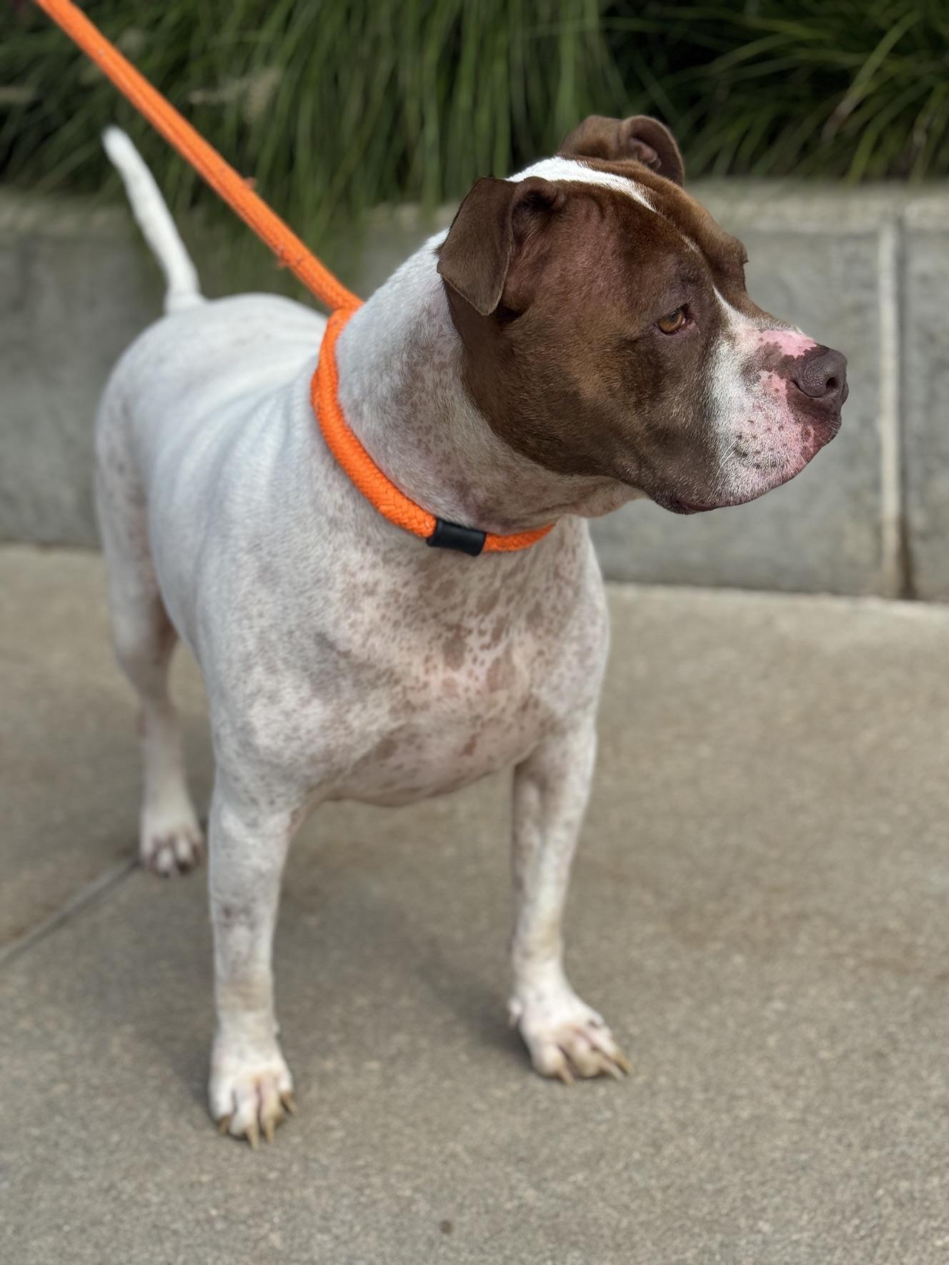 Enlarge Scrappy, a Adoptable mixed breed in Benton Harbor, MI image 5/6