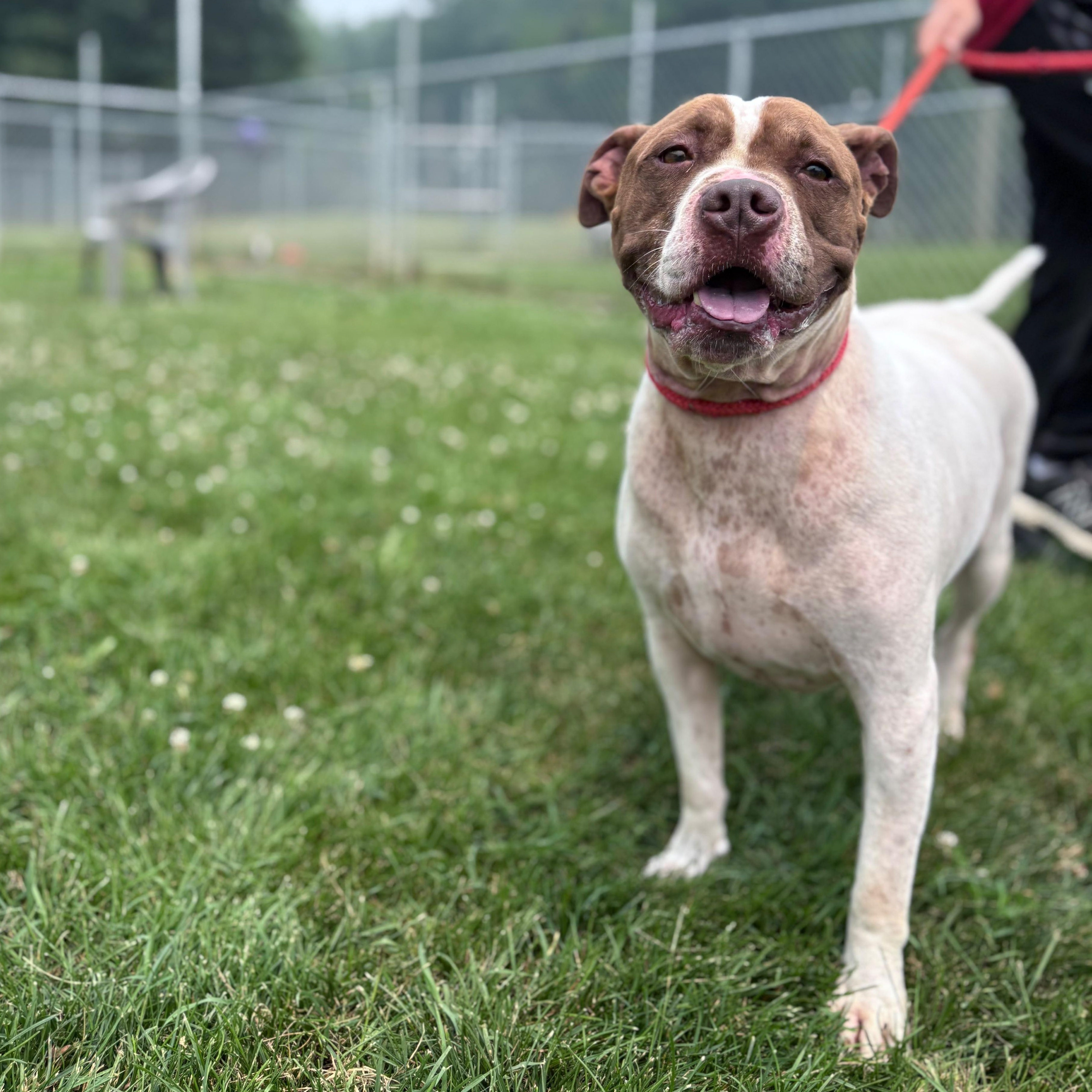 Scrappy, Adoptable, Adult Male Pit Bull Terrier.