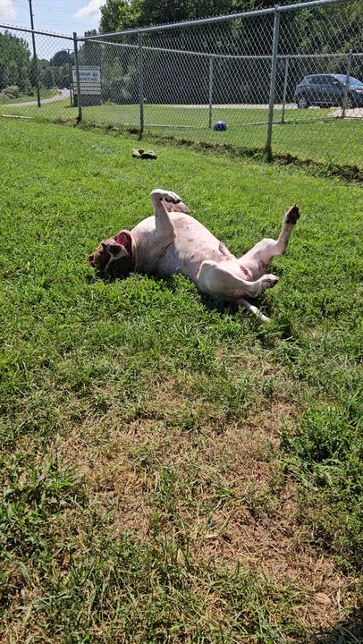 Enlarge Scrappy, a Adoptable mixed breed in Benton Harbor, MI video 3/6