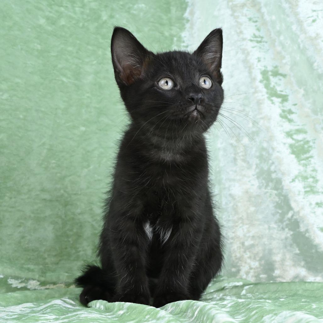 Enlarge Leo, a Adoptable Domestic Short Hair in Mobile, AL image 1/6