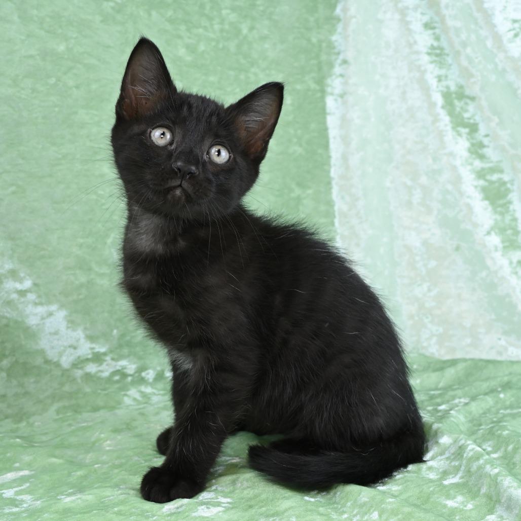 Enlarge Leo, a Adoptable Domestic Short Hair in Mobile, AL image 2/6
