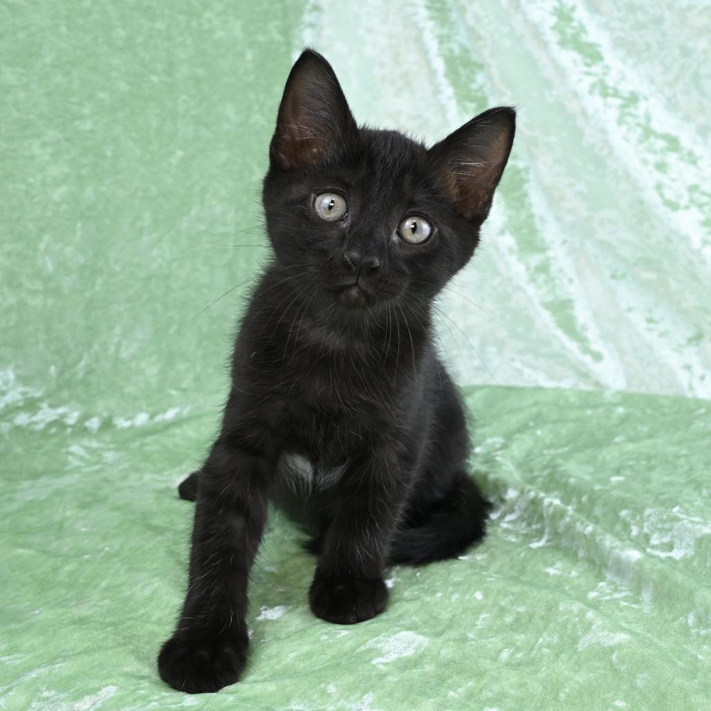 Enlarge Leo, a Adoptable Domestic Short Hair in Mobile, AL image 3/6