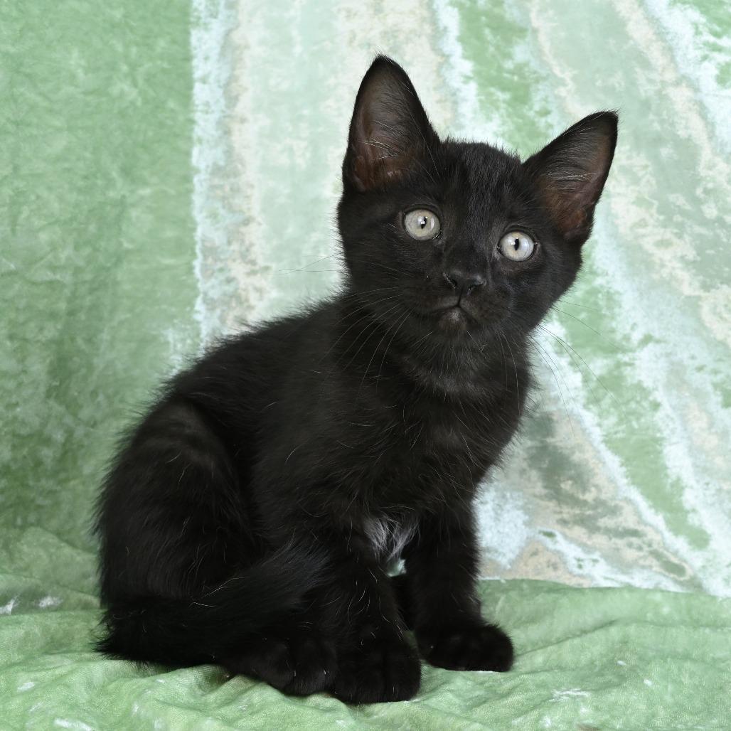 Enlarge Leo, a Adoptable Domestic Short Hair in Mobile, AL image 4/6