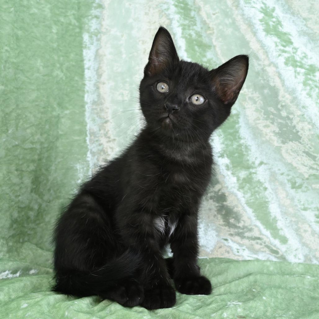 Enlarge Leo, a Adoptable Domestic Short Hair in Mobile, AL image 5/6