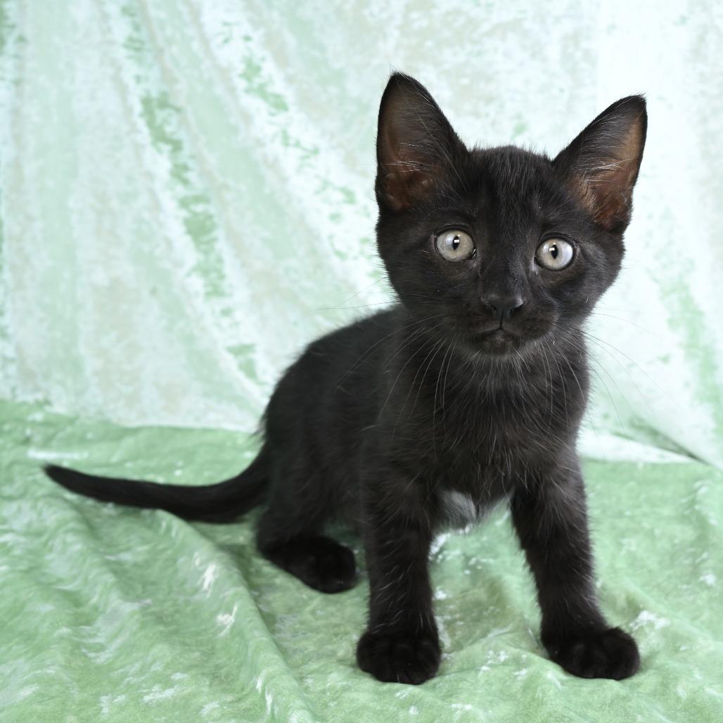 Enlarge Leo, a Adoptable Domestic Short Hair in Mobile, AL image 6/6