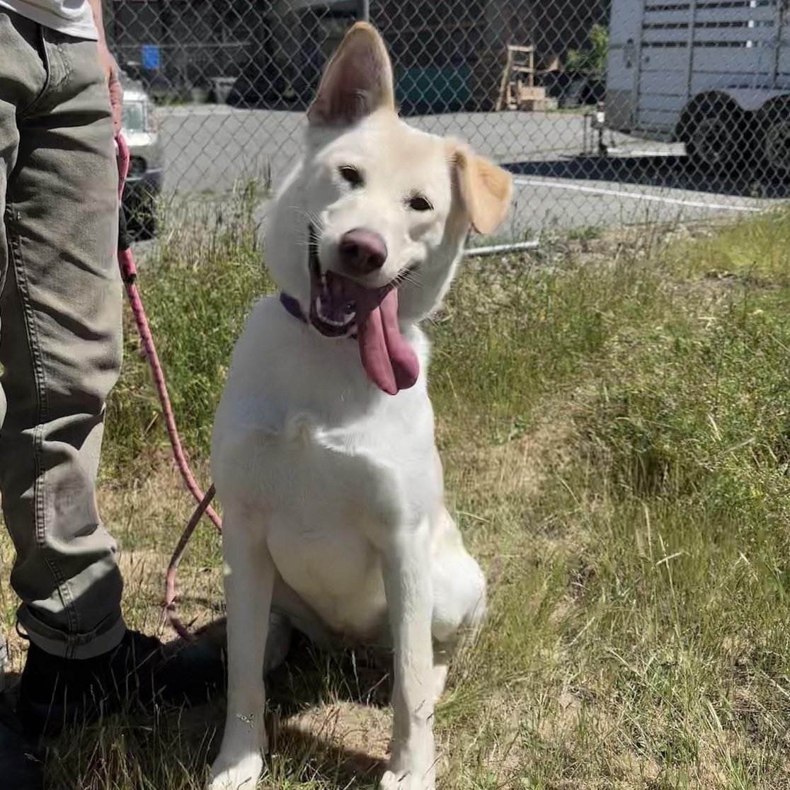 Eve, ADOPTABLE, Young Female Yellow Labrador Retriever.