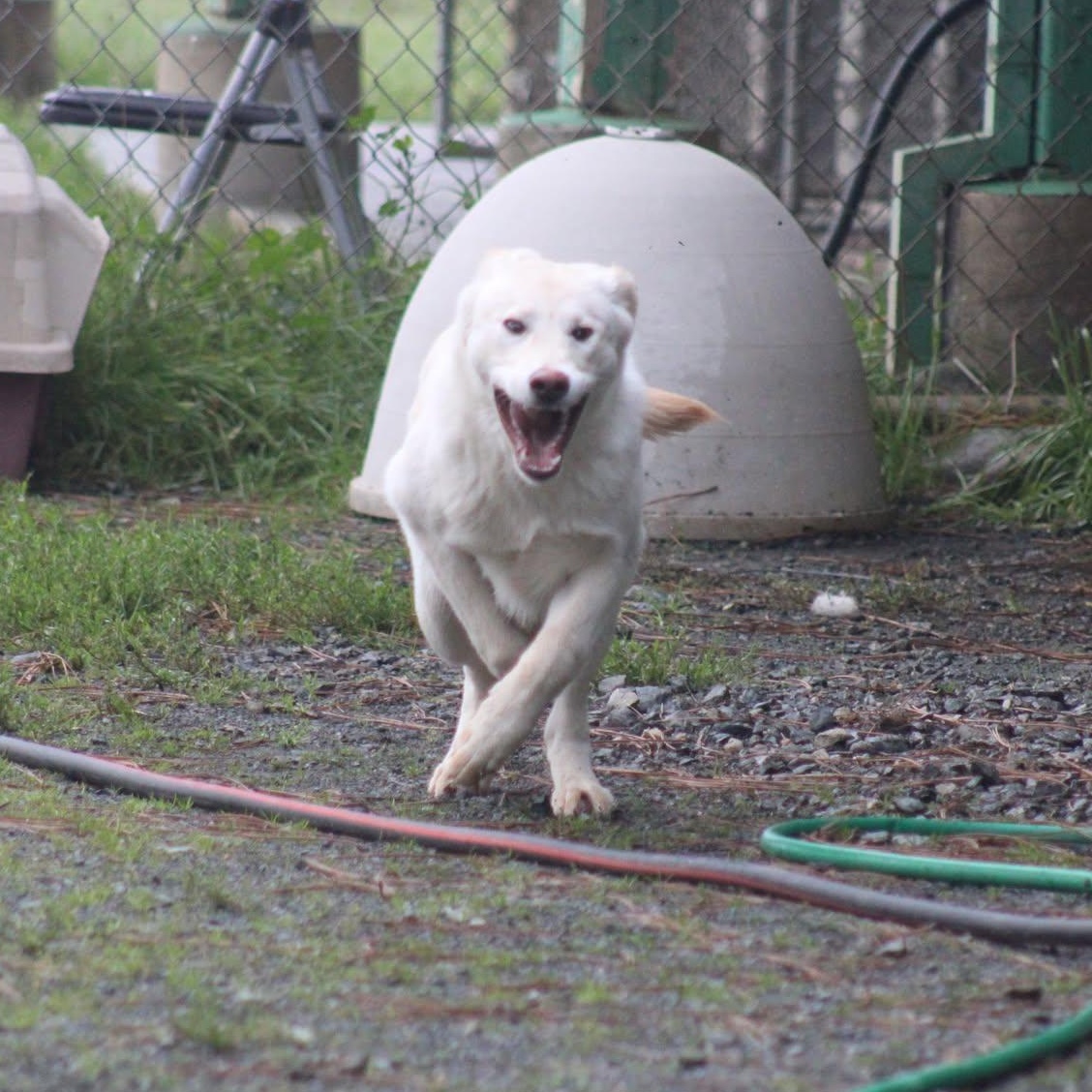 Eve, a ADOPTABLE mixed breed in Weaverville, CA image 3/4