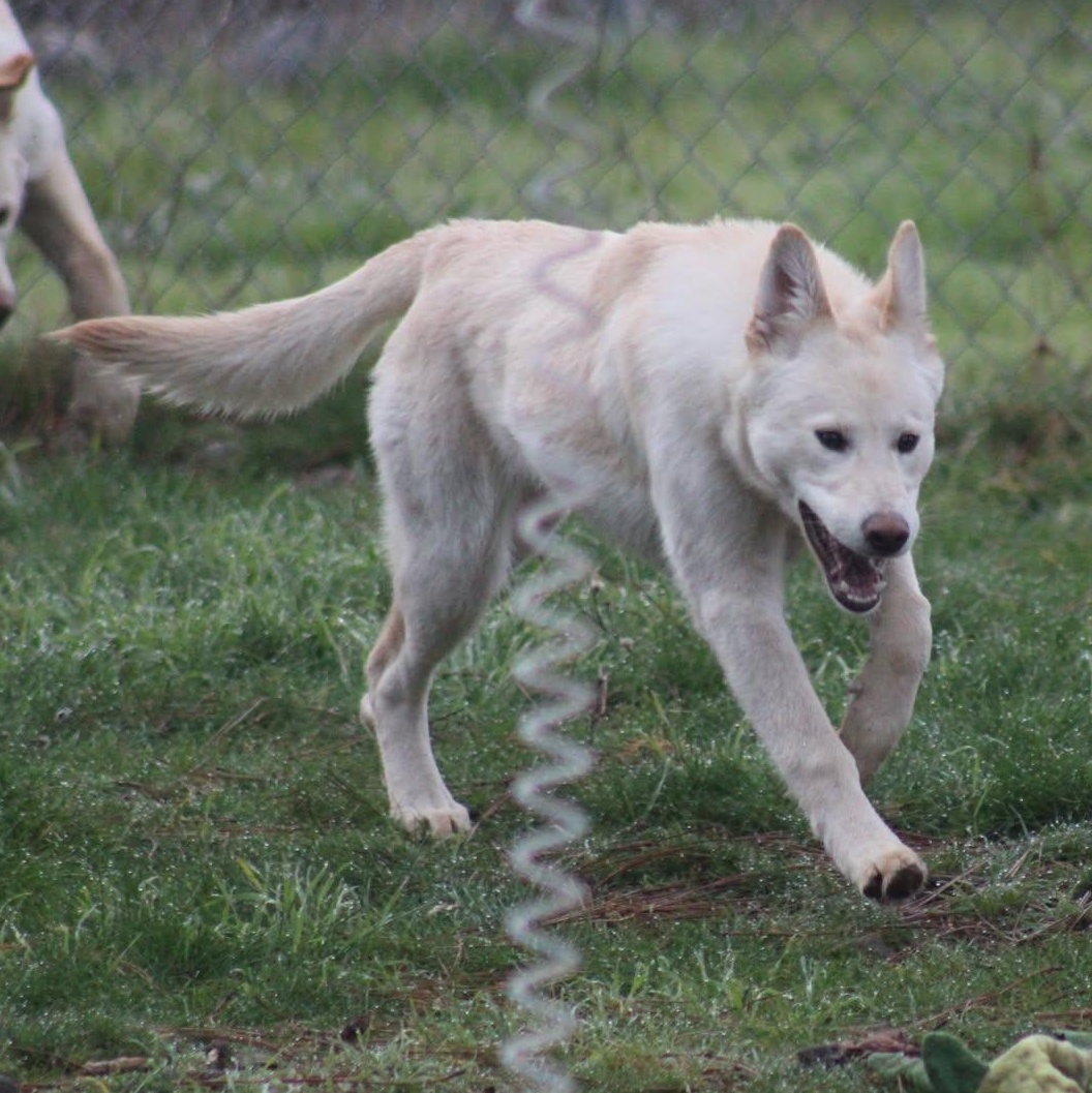 Eve, a ADOPTABLE mixed breed in Weaverville, CA image 4/4