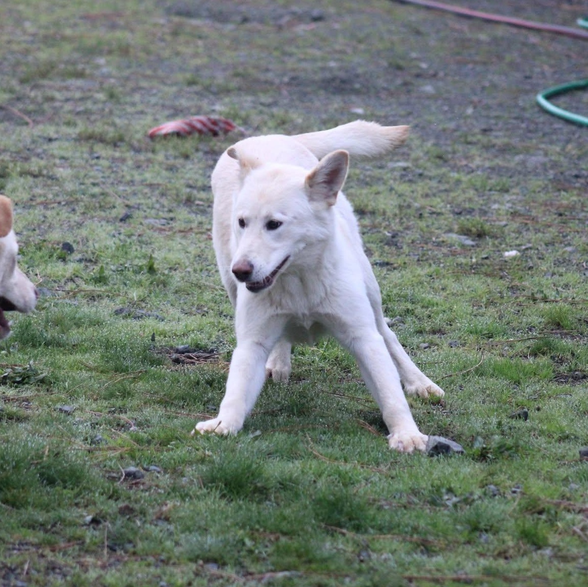 Eve, a ADOPTABLE mixed breed in Weaverville, CA image 2/4