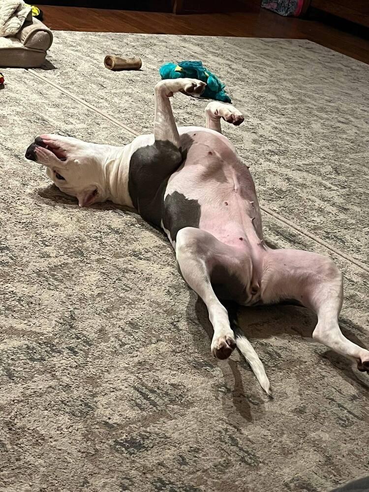 Emmy, Adoptable, Adult Female American Staffordshire Terrier & Mixed Breed.