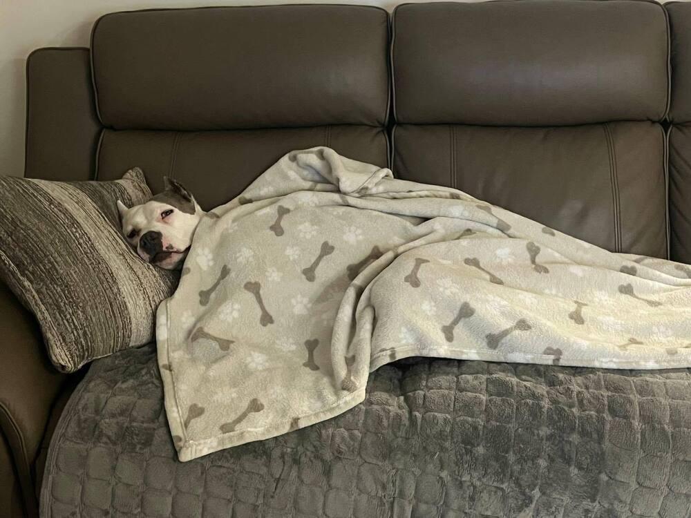 Enlarge Emmy, a Adoptable mixed breed in Saugus, MA image 2/6