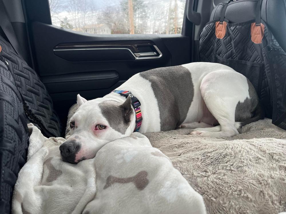 Enlarge Emmy, a Adoptable mixed breed in Saugus, MA image 1/6