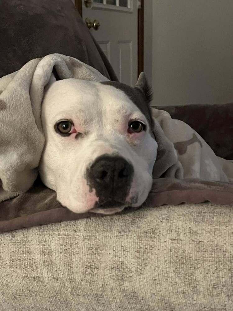 Emmy, Adoptable, Adult Female American Staffordshire Terrier & Mixed Breed.