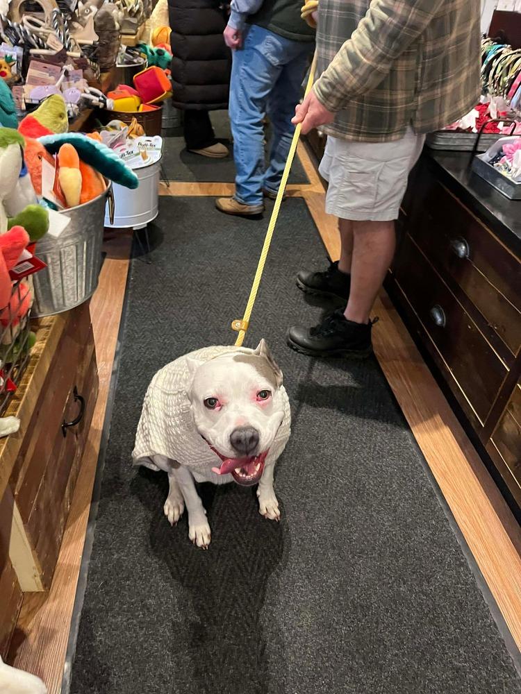 Enlarge Emmy, a Adoptable mixed breed in Saugus, MA image 3/6