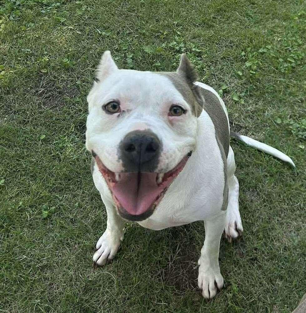 Enlarge Emmy, a Adoptable mixed breed in Saugus, MA image 4/6