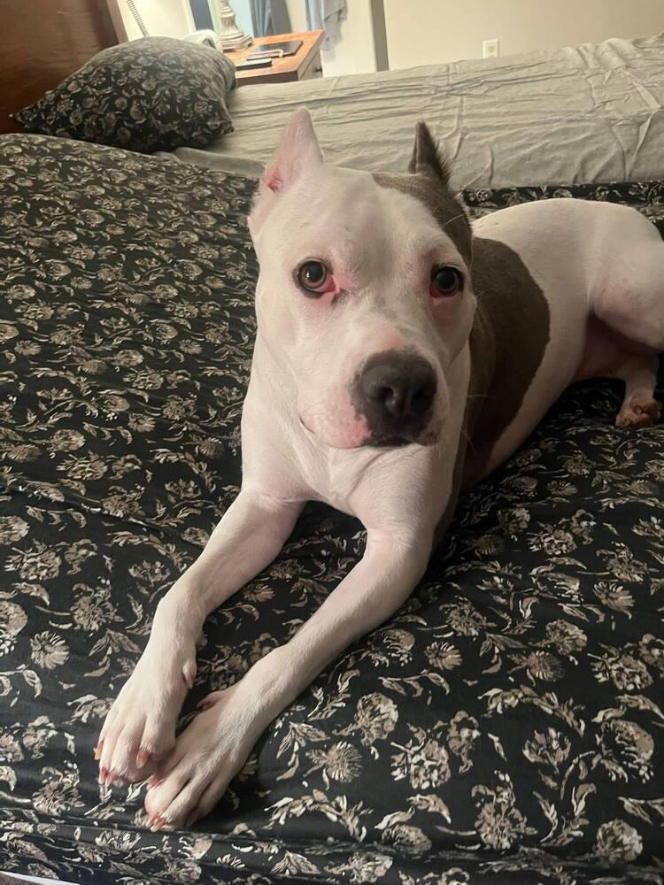 Enlarge Emmy, a Adoptable mixed breed in Saugus, MA image 5/6